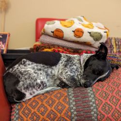 Dogville On Barbur - Sadie snoozing after a fun day of play at Dogville!