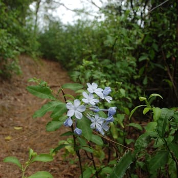 Friendship Garden - Along the path... - Hiking Near Me - Kaneohe, Hawaii Friendship Garden - Along the path... - Hiking Near Me - Kaneohe, Hawaii