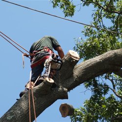 Colgan Tree and Landscape Service