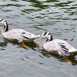 St James's Park - Bar-headed geese