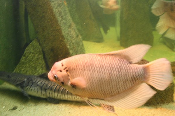 Palmiarnia Poznańska by null