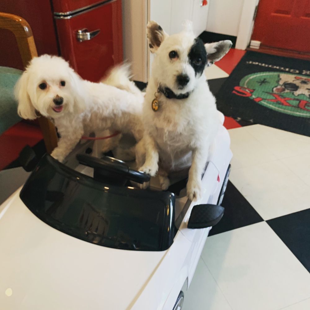 JAX’S GALLOPING GROOMER 29 Photos 1301 S Queen St, York, PA Yelp