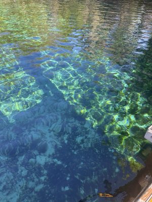 Fanning Springs State Park by null