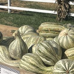Thies Farm and Greenhouses