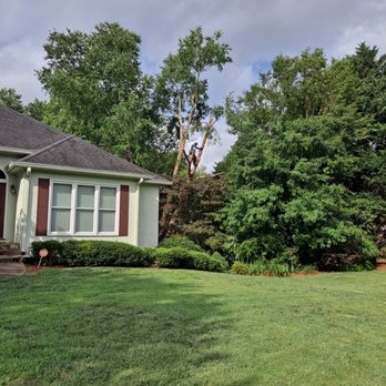 Lumberjacks Cutting Trees - The second tree was located in the middle of many other trees. - Tree Services Near Me - Roswell, Georgia