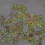 Maui Water Lily Farm