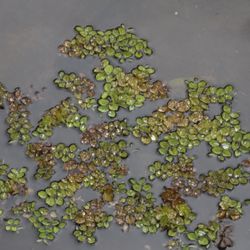 Maui Water Lily Farm