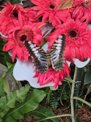 Butterfly Garden by null