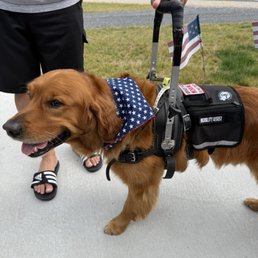Clearly marked service dog Clearly marked service dog