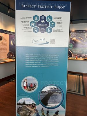 Hawaiian Islands Humpback Whale National Marine Sanctuary Visitor Center by null