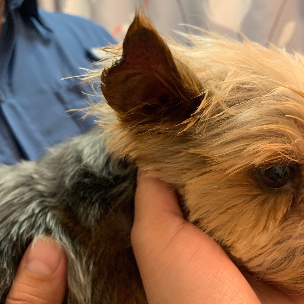MISSING PART OF HIS EAR! MISSING PART OF HIS EAR!