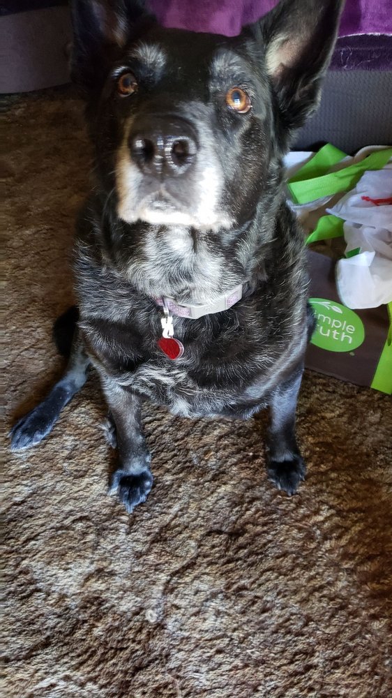 THE SPOILED DOG GROOMERY Updated October 2024 60 Photos & 36