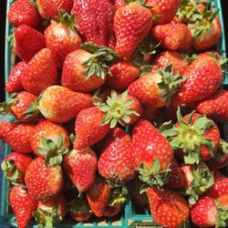 FL Strawberries - 4 baskets = $15