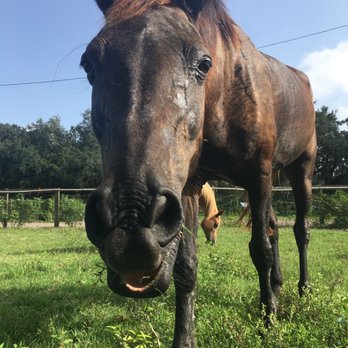 Turkey Creek Stables - knox - Horseback Riding Near Me - Plant City, Florida Turkey Creek Stables - knox - Horseback Riding Near Me - Plant City, Florida