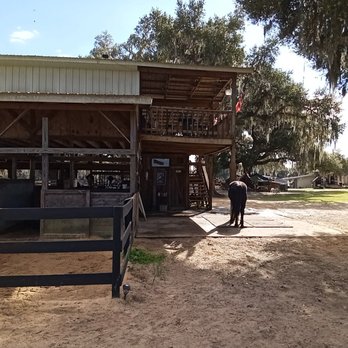 Wild Horse Rescue Center - As we walked up. - Pet Adoption Near Me - Webster, Florida