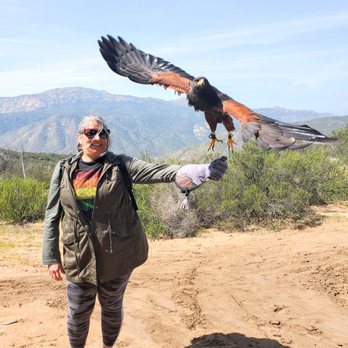 Sky Falconry - Specialty Schools Near Me - Alpine, California Sky Falconry - Specialty Schools Near Me - Alpine, California