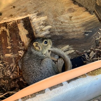 Sierra Wildlife Control - Found a baby squirrel - Pest Control Near Me - Roseville, California Sierra Wildlife Control - Found a baby squirrel - Pest Control Near Me - Roseville, California