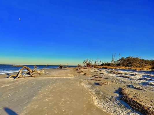 Driftwood Beach by null