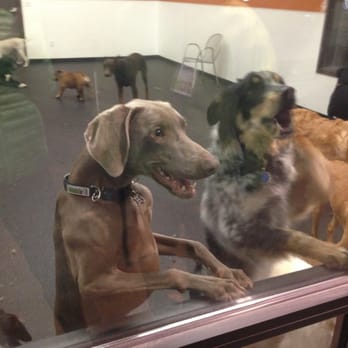 ComeSitStay Pet Boarding Grooming & Daycare - Happy dogs after a long day of play - Pet Groomers Near Me - Omaha, Nebraska
