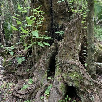 Barataria Preserve - Cool old growth - Parks Near Me - Marrero, Louisiana Barataria Preserve - Cool old growth - Parks Near Me - Marrero, Louisiana