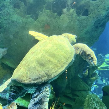 New England Aquarium - Aquariums Near Me - Boston, Massachusetts New England Aquarium - Aquariums Near Me - Boston, Massachusetts