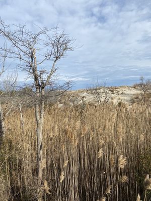 Cape Henlopen State Park by null