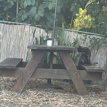 Sunrise Coffee - Cat - Coffee & Tea Near Me - Lihue, Hawaii