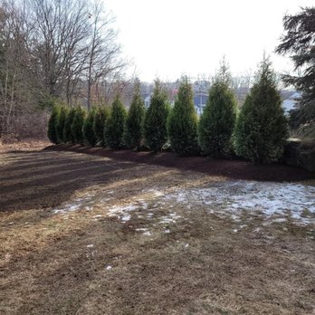 E & V Landscaping Construction - a row of evergreen trees - Landscaping Near Me