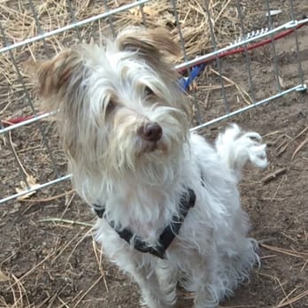 Westside Animal Welfare Department - And here's Dolly! She may be blind, but don't feel too sorry for her. Always happy and ready for action. - Animal Shelters Near Me - Albuquerque, New Mexico Westside Animal Welfare Department - And here's Dolly! She may be blind, but don't feel too sorry for her. Always happy and ready for action. - Animal Shelters Near Me - Albuquerque, New Mexico