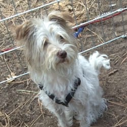 And here's Dolly! She may be blind, but don't feel too sorry for her. Always happy and ready for action.