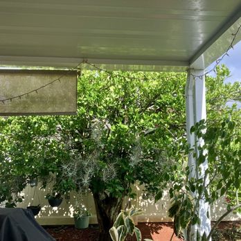 Espitia’s Tree Service - Healthy regrowth - Tree Services Near Me Espitia’s Tree Service - Healthy regrowth - Tree Services Near Me