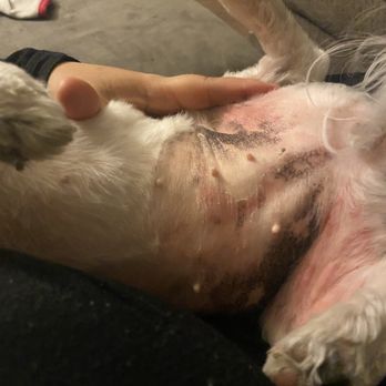 Tailwaggers of AV - Shes extremely red !!! I would almost think she was waxed and not shaved :( - Pet Groomers Near Me - Lancaster, California Tailwaggers of AV - Shes extremely red !!! I would almost think she was waxed and not shaved :( - Pet Groomers Near Me - Lancaster, California