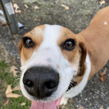 PetSmart - Pet Training Near Me - Glen Burnie, Maryland