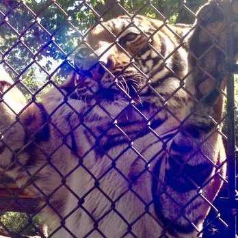 Birmingham Zoo - Tiger - Zoos Near Me - Birmingham, Alabama Birmingham Zoo - Tiger - Zoos Near Me - Birmingham, Alabama