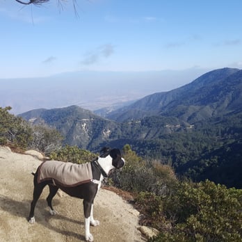 Santiago Peak - Sammy enjoying the view from the Holy Jim Trail - Hiking Near Me - Silverado, California