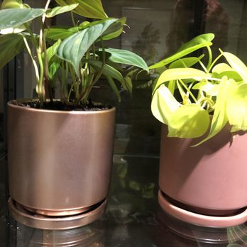 Paraíso Plant Studio - Nurseries & Gardening Near Me - Berkeley, California