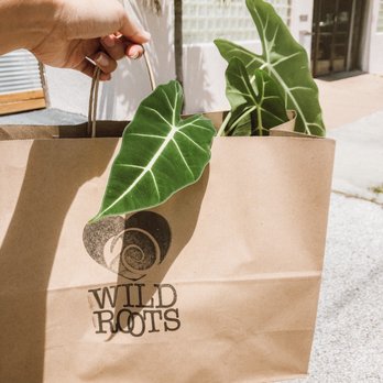 Wild Roots - Walking out with my plant buys - Nurseries & Gardening Near Me - St. Petersburg, Florida Wild Roots - Walking out with my plant buys - Nurseries & Gardening Near Me - St. Petersburg, Florida