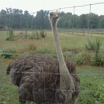 Plumpton Park Zoo - ostrich - Zoos Near Me - Rising Sun, Maryland Plumpton Park Zoo - ostrich - Zoos Near Me - Rising Sun, Maryland