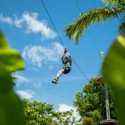 Treetop Trekking Miami