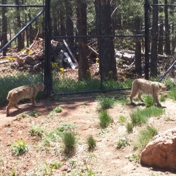 Bearizona - Zoos Near Me - Williams, Arizona Bearizona - Zoos Near Me - Williams, Arizona