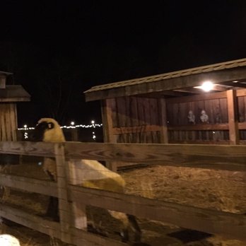 Chad's Winter Wonderland - Real lambs - Local Flavor Near Me - Lebanon, Tennessee