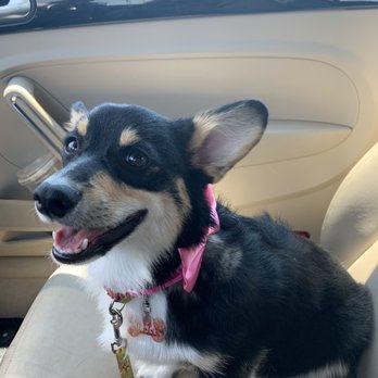 Bath Brush and Beyond - Gidget post appointment! - Pet Groomers Near Me - Albuquerque, New Mexico