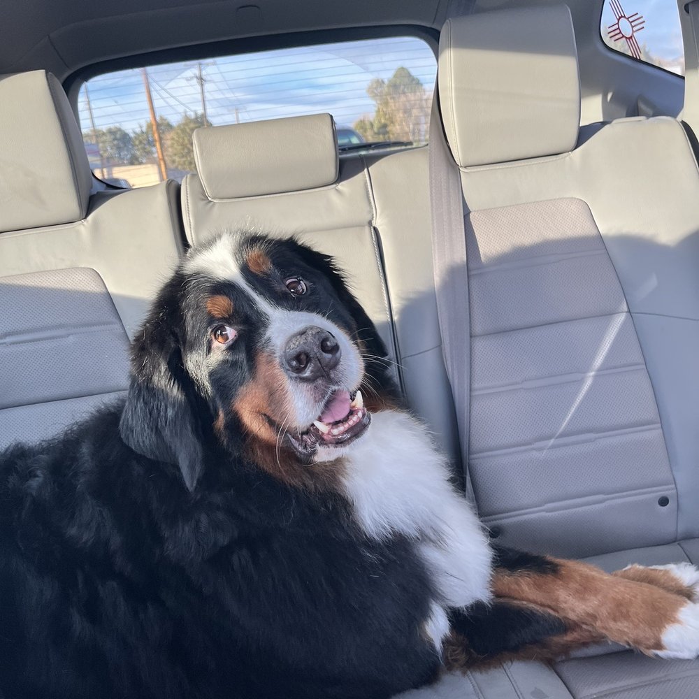 PetSmart - Post grooming bliss - Pet Stores Near Me - Albuquerque, New Mexico