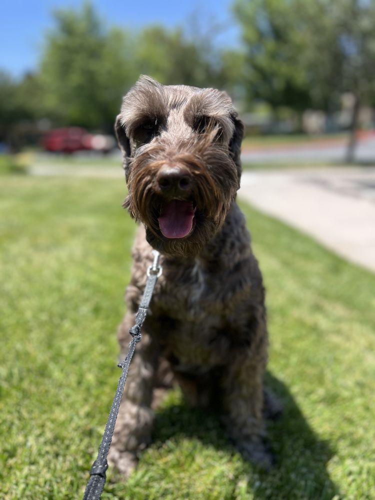 Happy Trails Dog Walking - pet boarding facility in Reno, NV