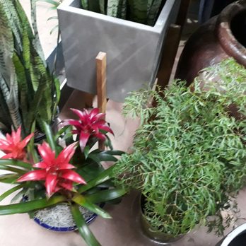Exotic Plants - Nurseries & Gardening Near Me - Sacramento, California
