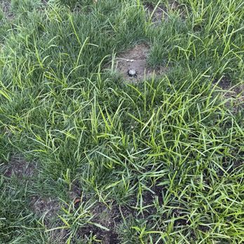 Villanueva Landscaping - My lawn after Thor Villanueva got through with working on it. - Lawn Services Near Me Villanueva Landscaping - My lawn after Thor Villanueva got through with working on it. - Lawn Services Near Me