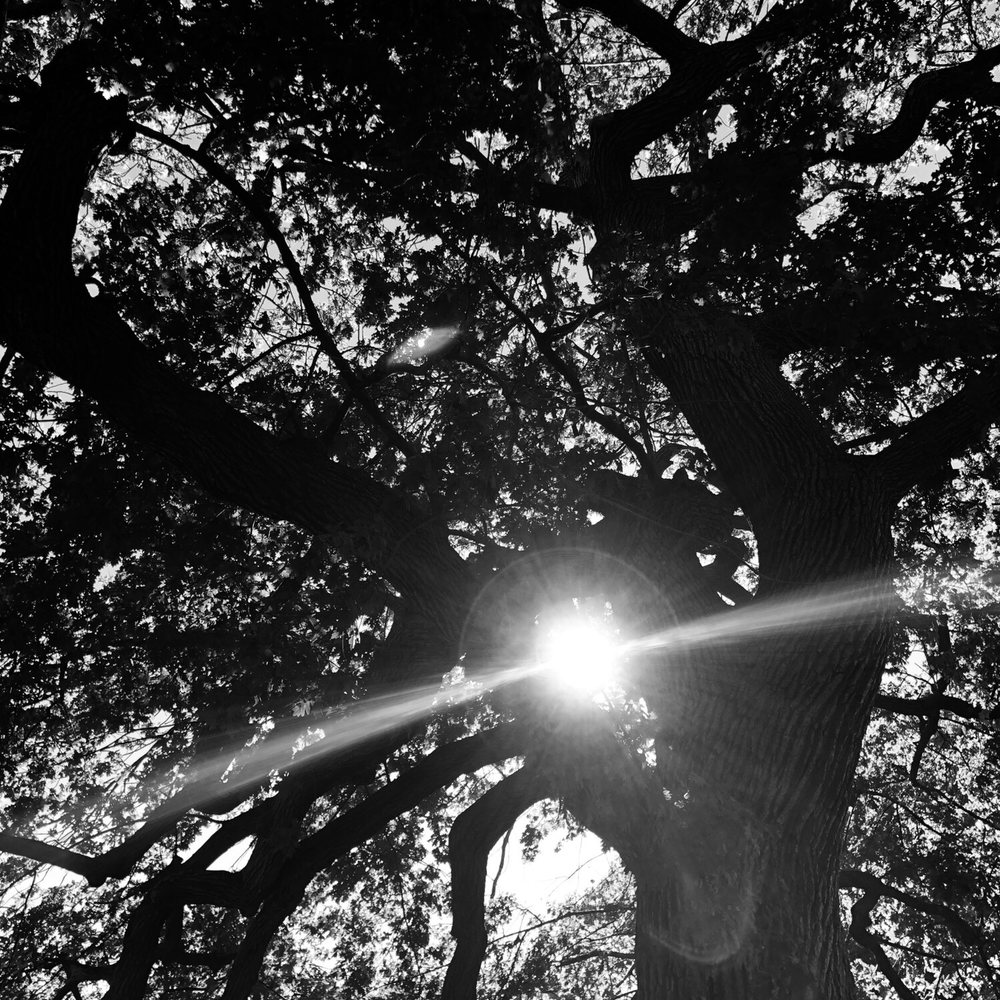 Bewitched Tours - This tree is over 400 years old and a witness to it all. It was a central part of the cemetery and quite beautiful. - Historical Tours Near Me - Salem, Massachusetts Bewitched Tours - This tree is over 400 years old and a witness to it all. It was a central part of the cemetery and quite beautiful. - Historical Tours Near Me - Salem, Massachusetts