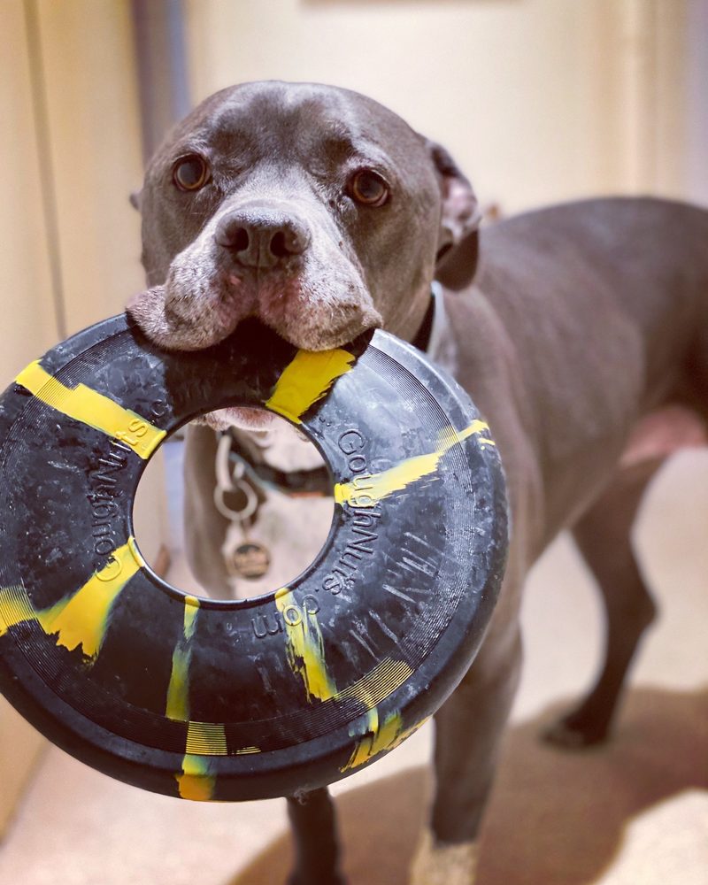 CALDRON’S PETS CHOICE 18 Photos & 84 Reviews 3507 Tully Rd, Modesto