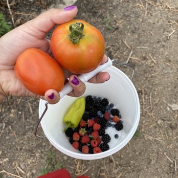 West Union Gardens - U-pick from their farm (late august) - Fruits & Veggies Near Me - Hillsboro, Oregon West Union Gardens - U-pick from their farm (late august) - Fruits & Veggies Near Me - Hillsboro, Oregon
