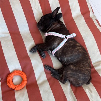 Spot Pet Insurance - We love Spot! - Pet Insurance Near Me - Miami, Florida Spot Pet Insurance - We love Spot! - Pet Insurance Near Me - Miami, Florida